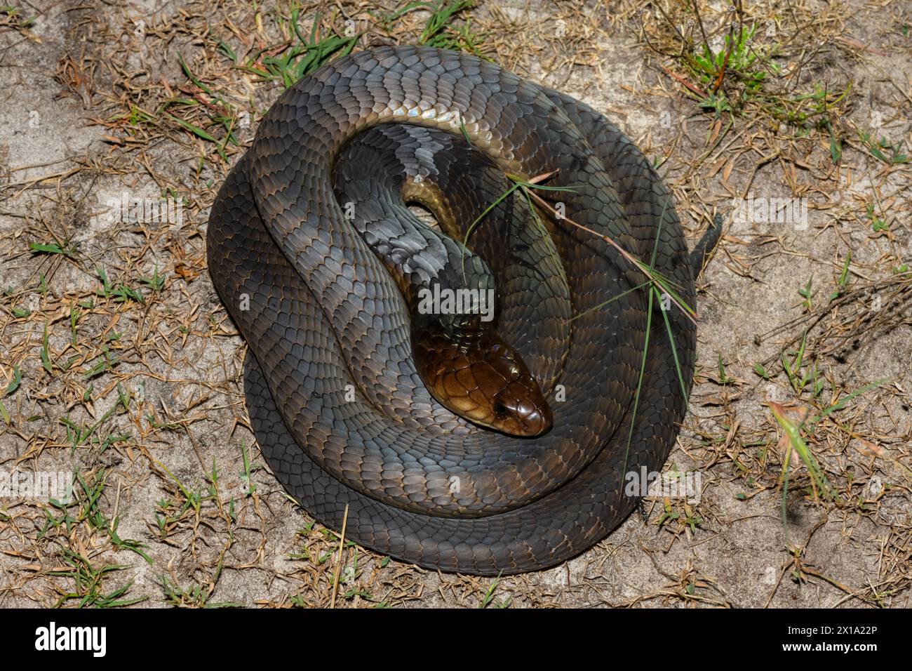 Primo piano del Cobra di Anchieta (Naja anchietae) in natura Foto Stock