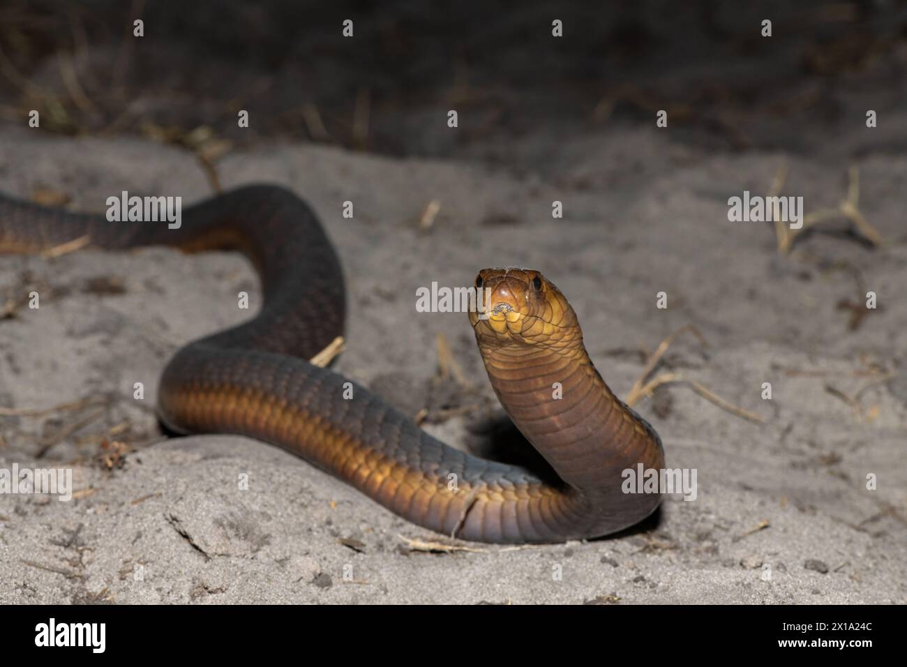 Un Cobra di Anchieta (Naja anchietae) altamente velenoso che mostra il suo impressionante cappuccio difensivo in natura Foto Stock