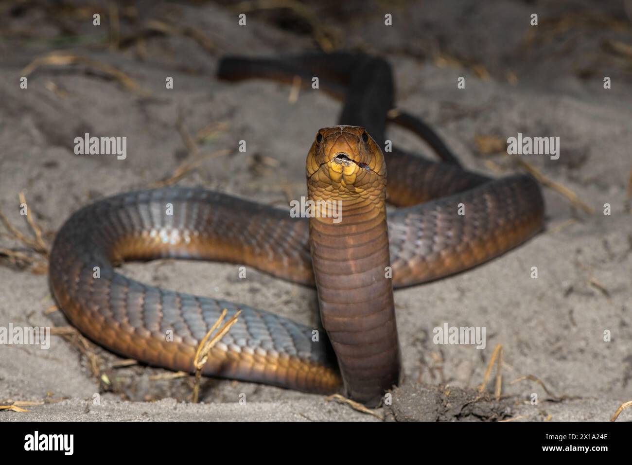 Un Cobra di Anchieta (Naja anchietae) altamente velenoso che mostra il suo impressionante cappuccio difensivo in natura Foto Stock