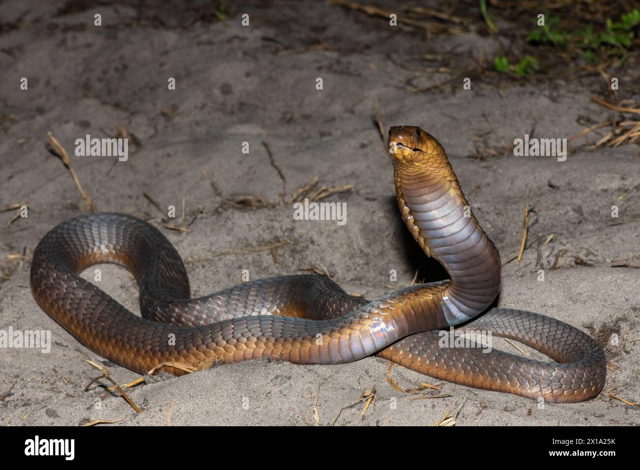 Un Cobra di Anchieta (Naja anchietae) altamente velenoso che mostra il suo impressionante cappuccio difensivo in natura Foto Stock
