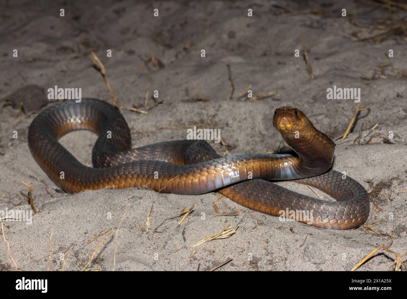 Un Cobra di Anchieta (Naja anchietae) altamente velenoso che mostra il suo impressionante cappuccio difensivo in natura Foto Stock