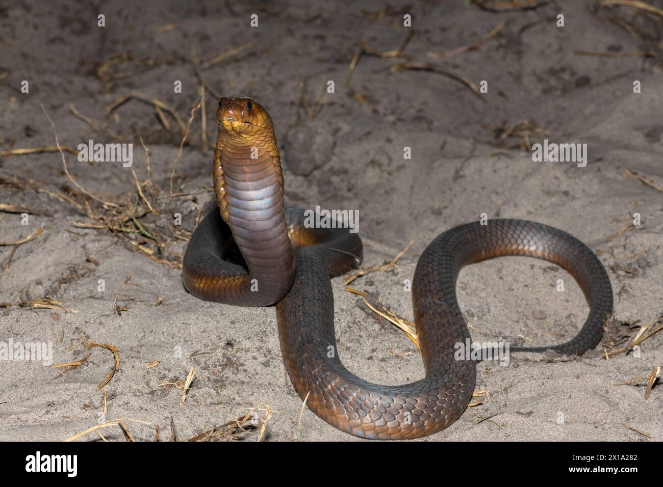 Un Cobra di Anchieta (Naja anchietae) altamente velenoso che mostra il suo impressionante cappuccio difensivo in natura Foto Stock