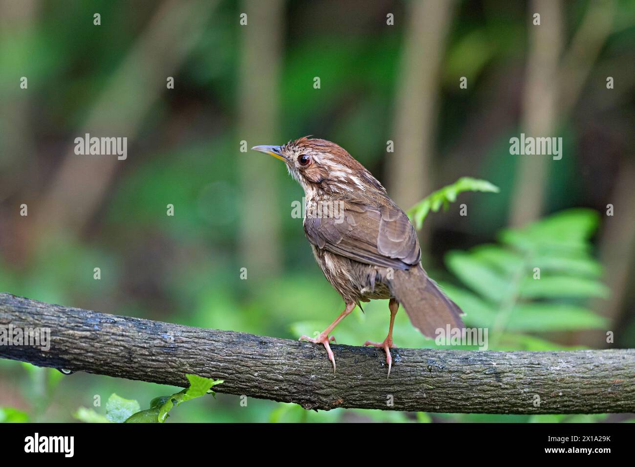 Riserva delle tigri di Buxa, Bengala Occidentale, India. Puff-throated Babbler, pellorneum ruficeps Foto Stock