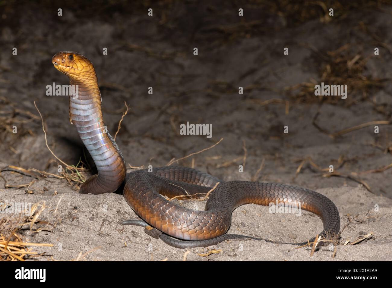 Un Cobra di Anchieta (Naja anchietae) altamente velenoso che mostra il suo impressionante cappuccio difensivo in natura Foto Stock