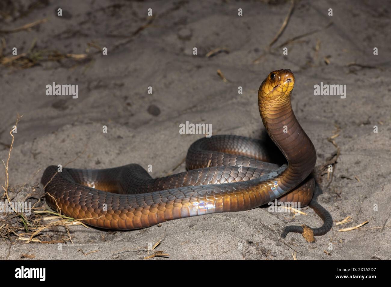 Un Cobra di Anchieta (Naja anchietae) altamente velenoso che mostra il suo impressionante cappuccio difensivo in natura Foto Stock