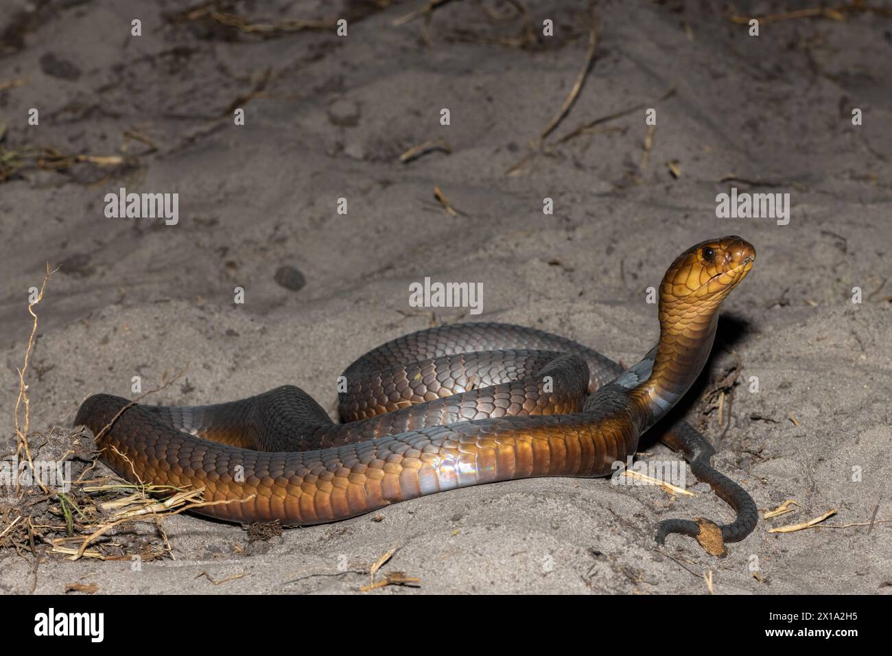 Un Cobra di Anchieta (Naja anchietae) altamente velenoso che mostra il suo impressionante cappuccio difensivo in natura Foto Stock