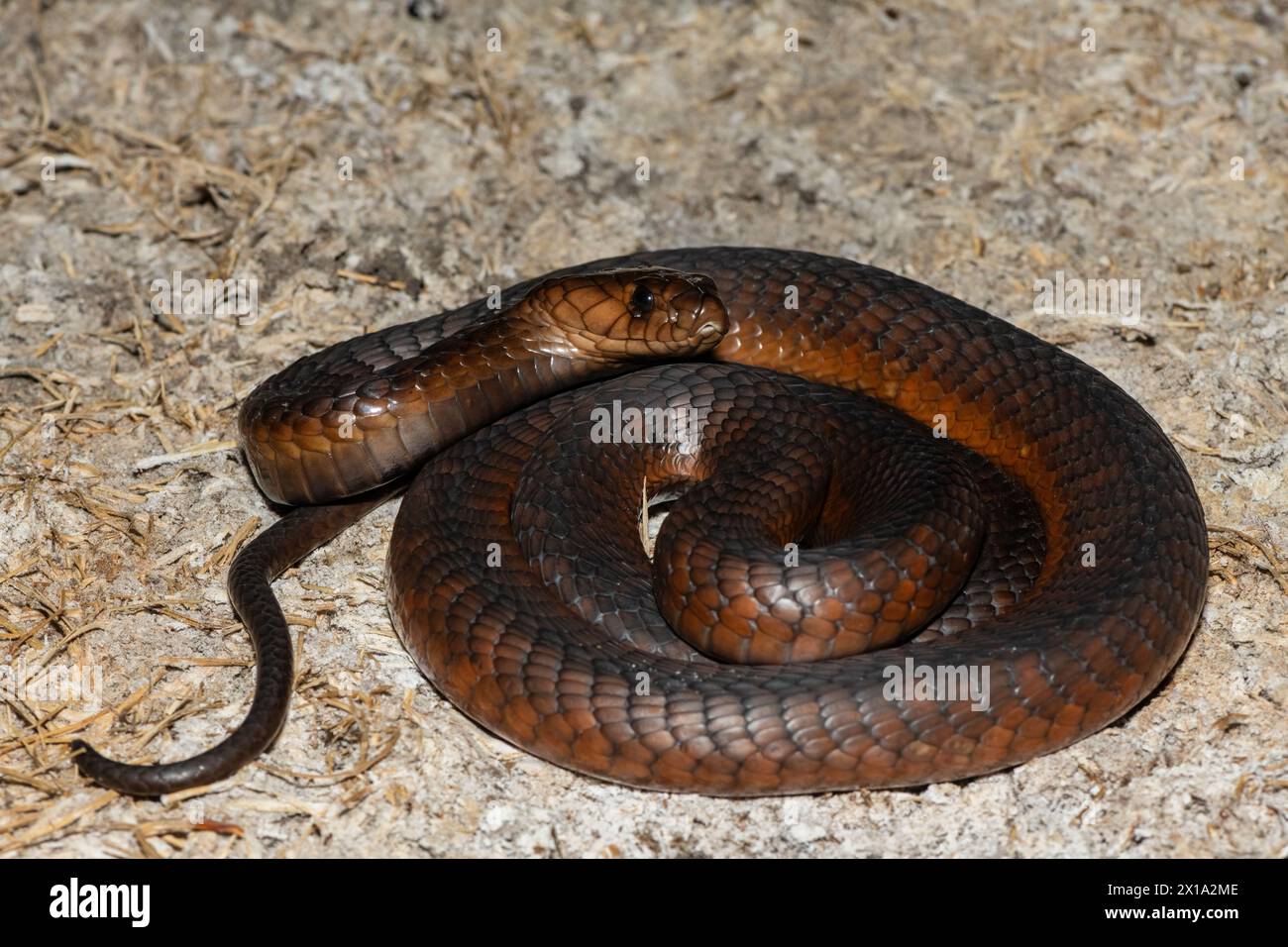 Cobra di Anchieta (Naja anchietae) altamente velenosa attiva in natura al crepuscolo Foto Stock