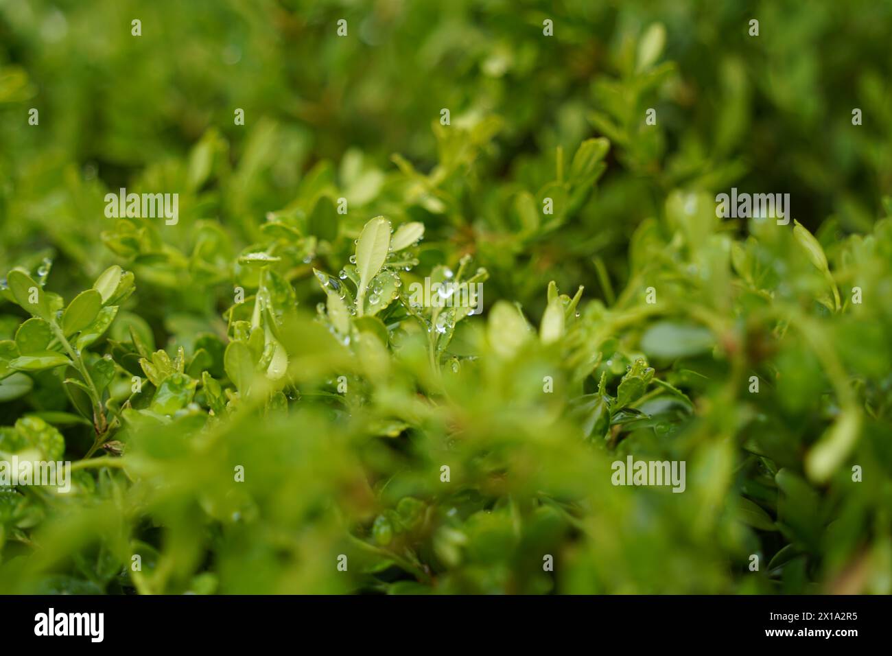 Foglie verdi con gocce d'acqua dopo la pioggia, primo piano. Foto Stock