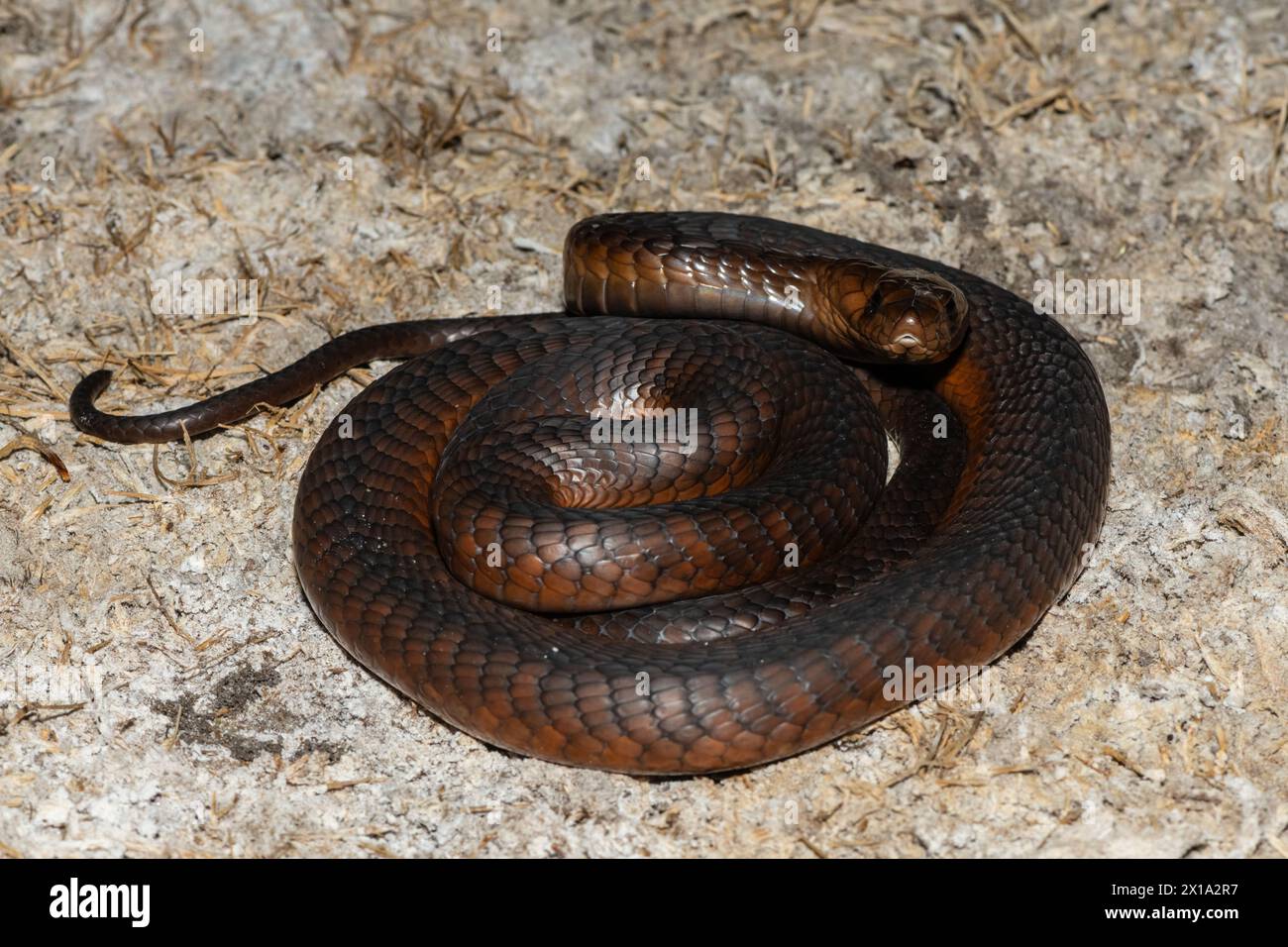 Cobra di Anchieta (Naja anchietae) altamente velenosa attiva in natura al crepuscolo Foto Stock