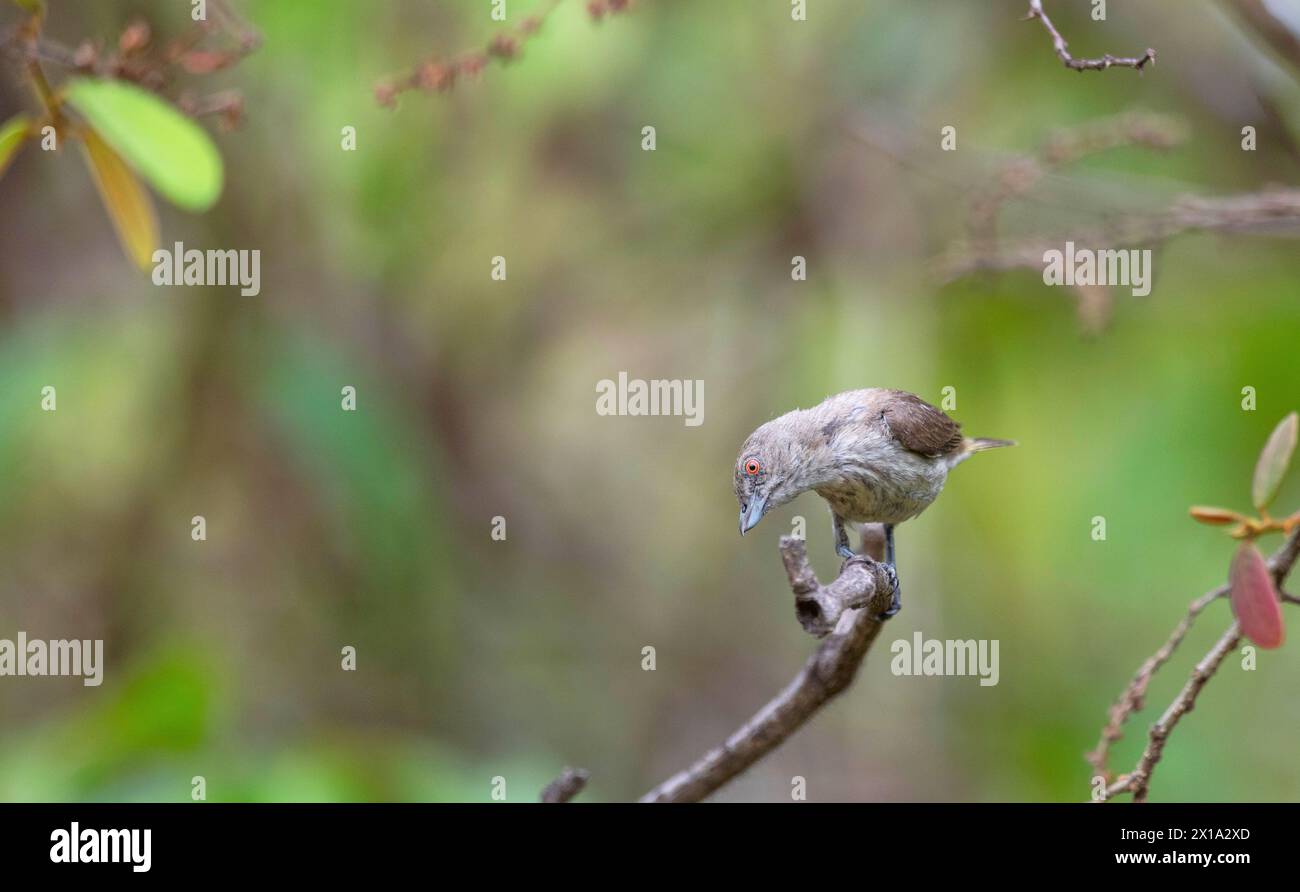 Koyna Wildlife Sanctuary, Satara, Maharashtra, India. Fioraio a becco grosso, Dicaeum agile Foto Stock