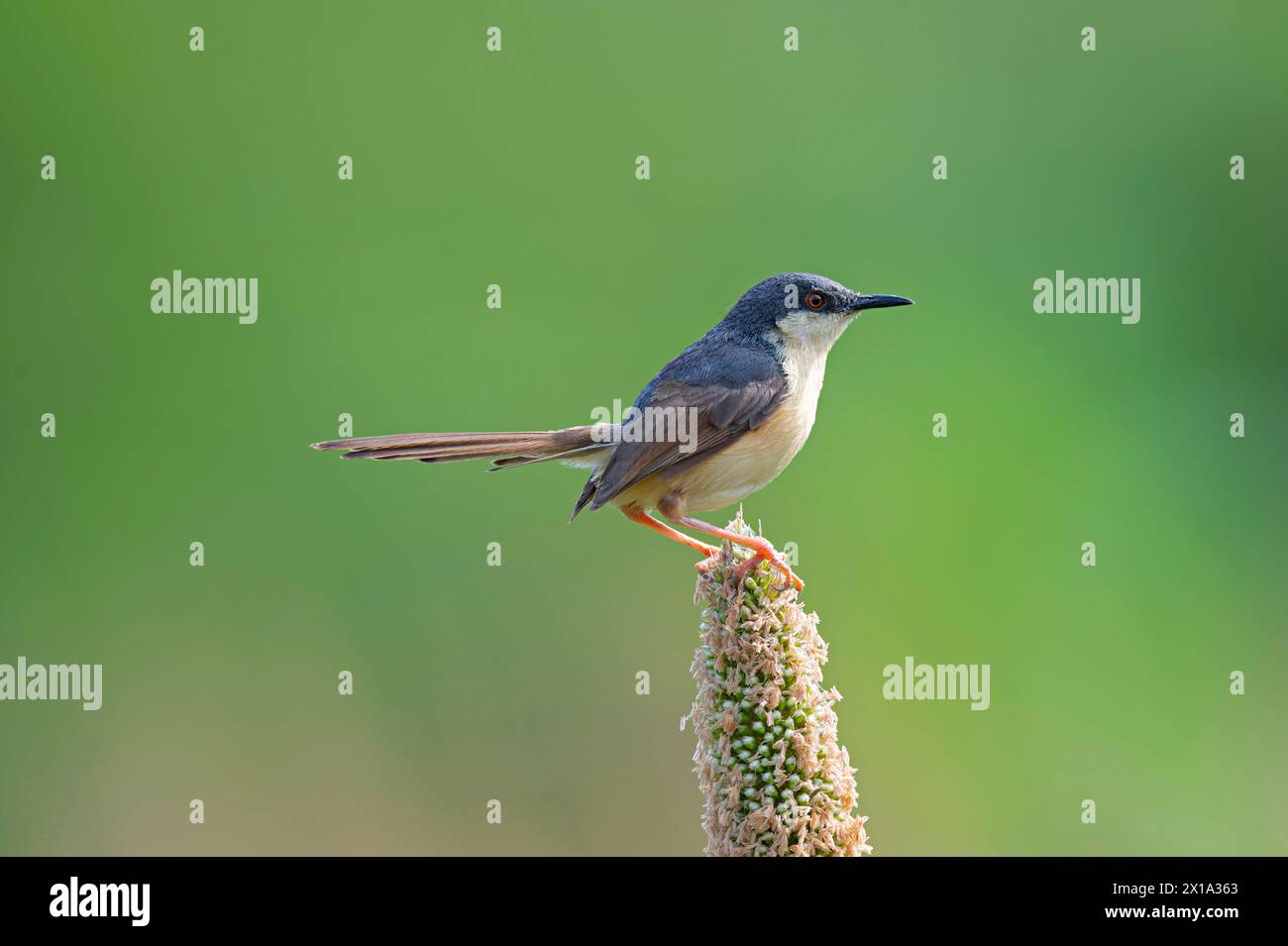 Saswad, Pune, Maharashtra, India. Ashy Prinia, Prinia socialis Foto Stock