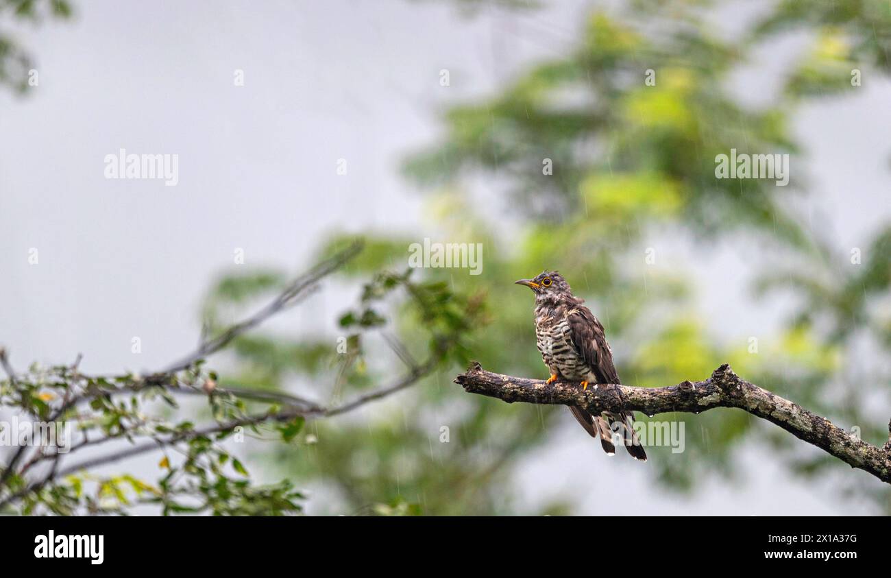 Mahananda Wild Life Sanctuary, distretto di Darjeeling nel Bengala Occidentale, India. Cuckoo indiano, Cuculus micropterus Foto Stock