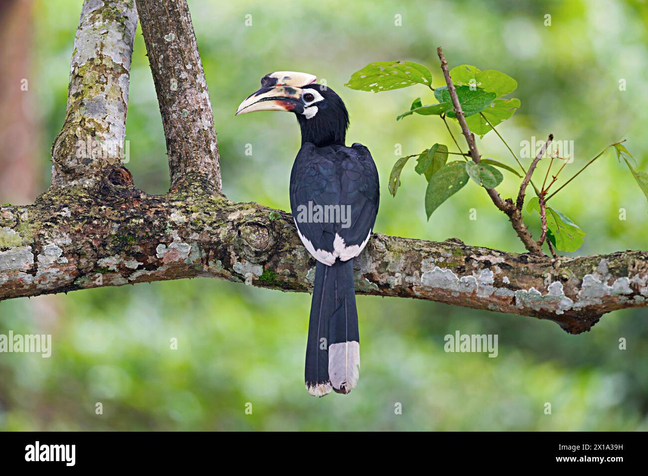 Mahananda Wild Life Sanctuary, distretto di Darjeeling nel Bengala Occidentale, India. Oriental Pied Hornbill, Anthracoceros albirostris Foto Stock