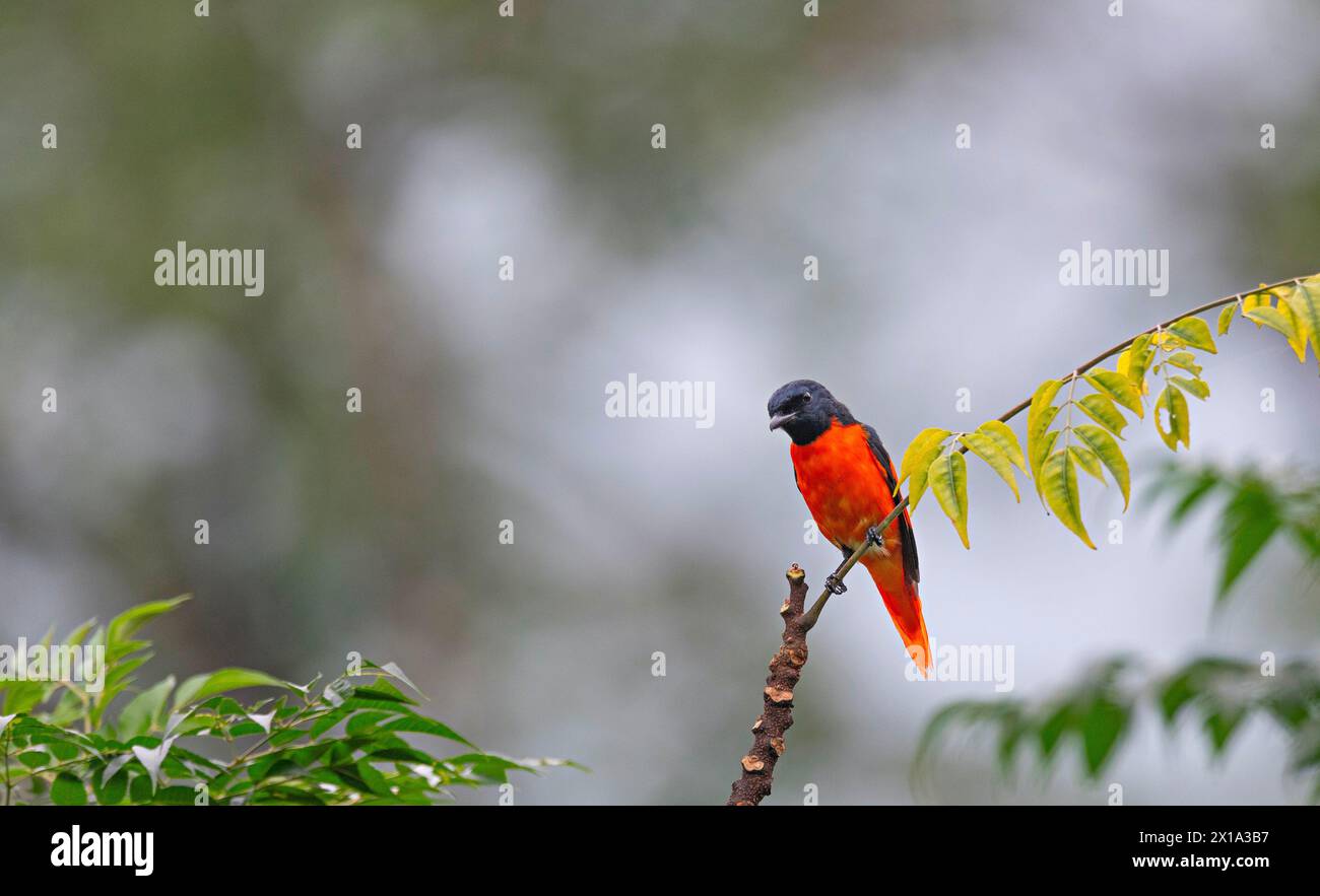 Mahananda Wild Life Sanctuary, distretto di Darjeeling nel Bengala Occidentale, India. Scarlet Minivet, Pericrocotus flammeus Foto Stock