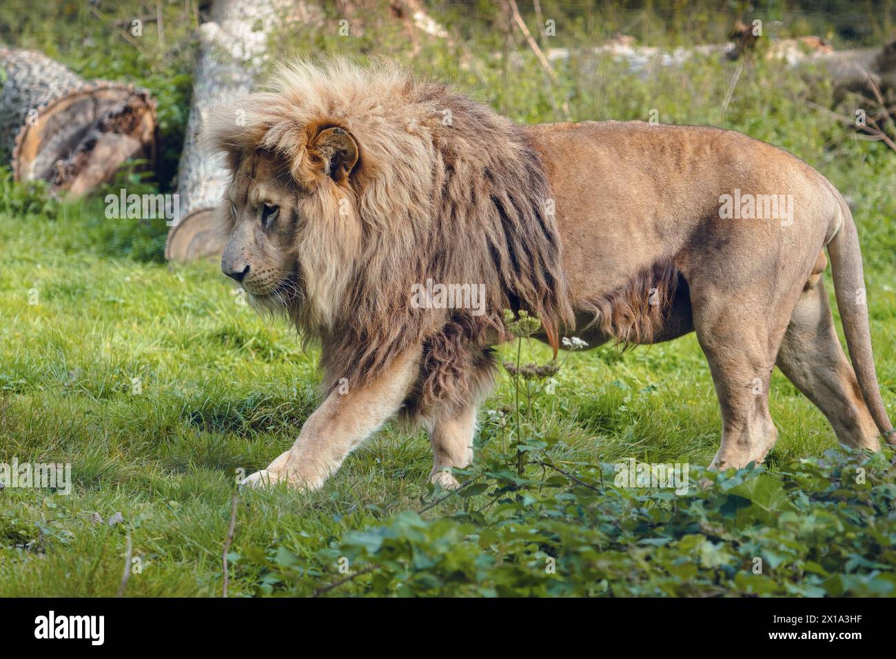 Leone (Panthera leo) a piedi Foto Stock