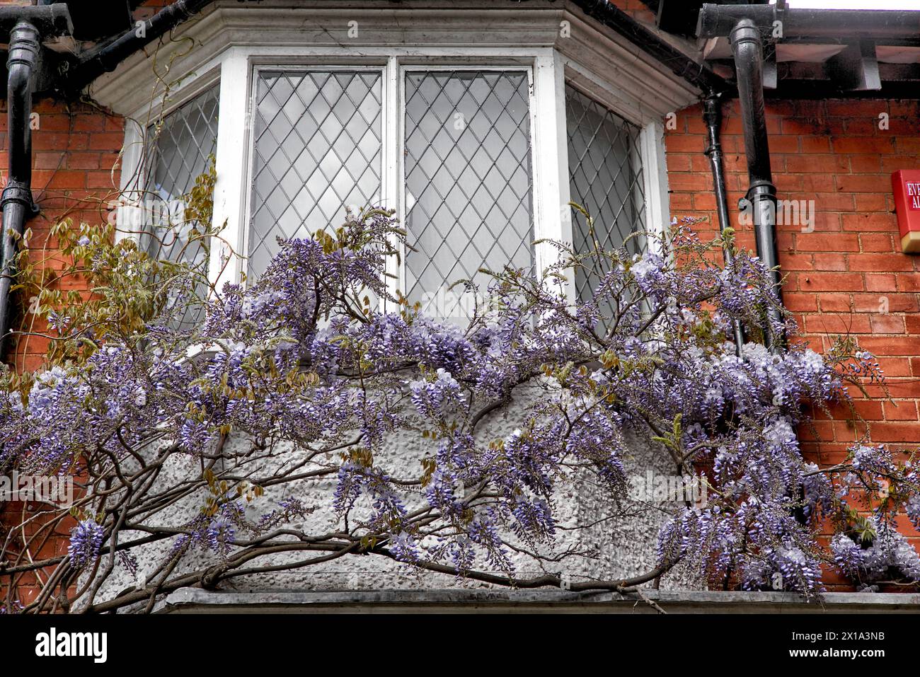 Wisteria che cresce in una casa di villeggiatura Inghilterra Regno Unito Foto Stock