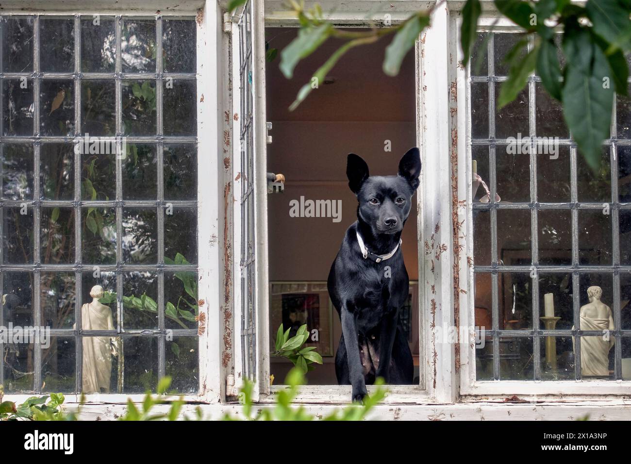 Cane in una finestra di casa che guarda fuori Foto Stock