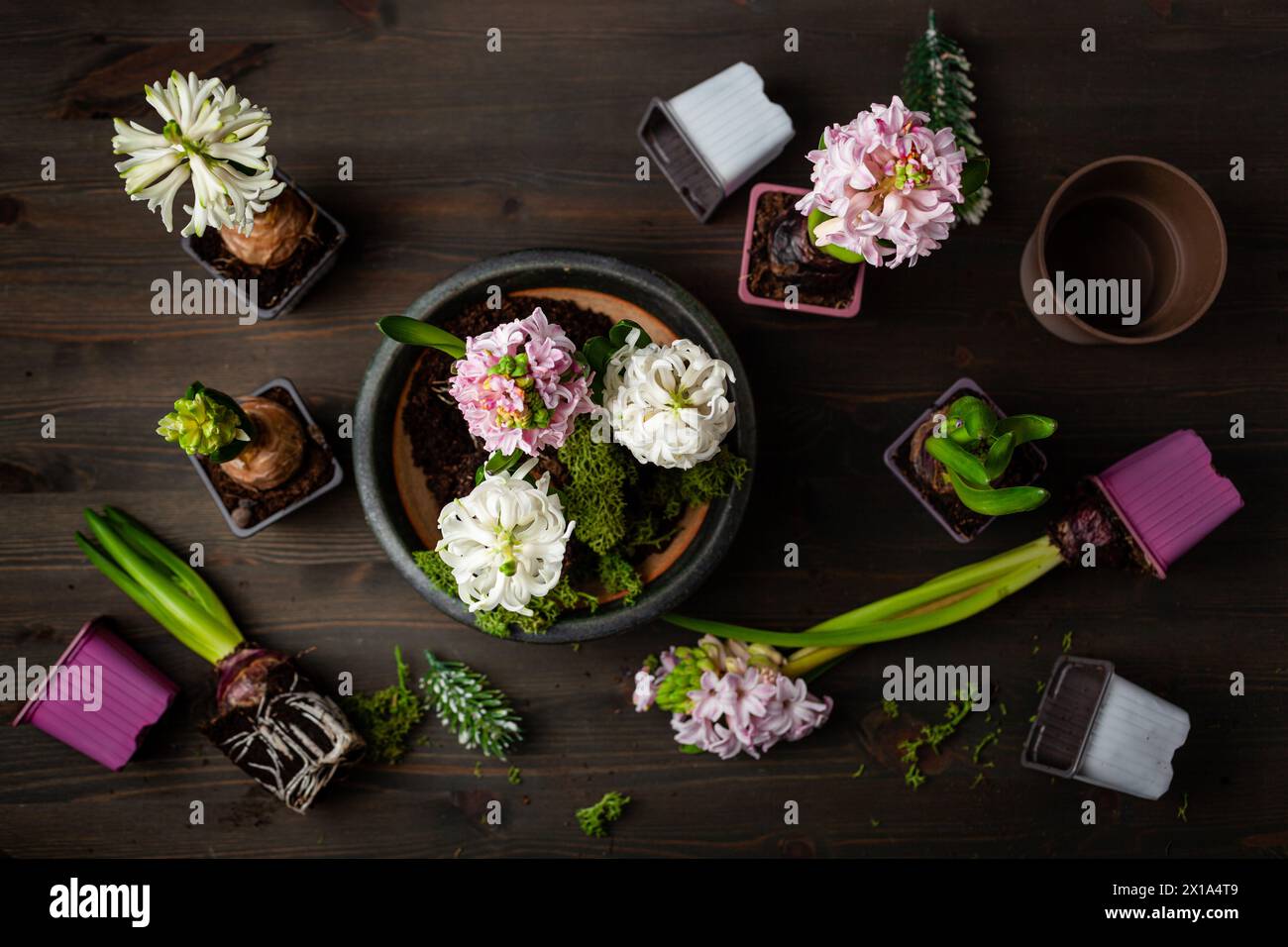 impianto inverno o primavera fiori giacinto su sfondo nero, il concetto di giardinaggio Foto Stock