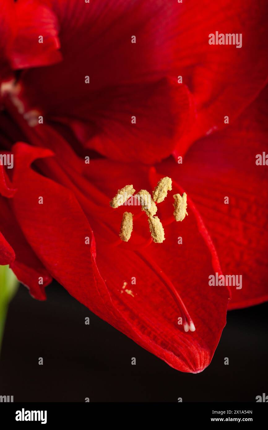 Fiore di natale rosso invernale amaryllis buon primo piano di Natale Foto Stock