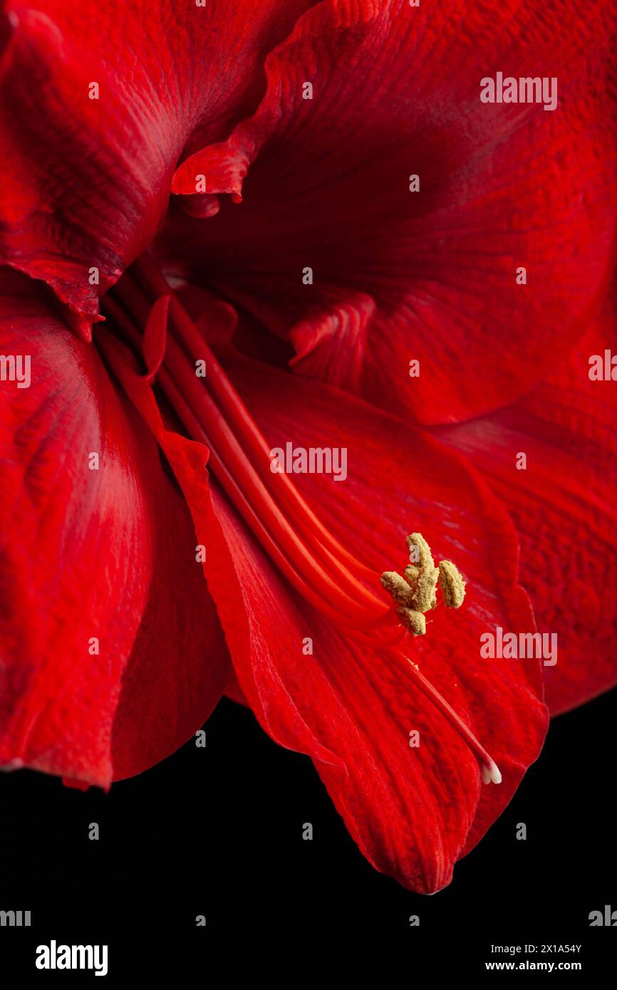 Fiore di natale rosso invernale amaryllis buon primo piano di Natale Foto Stock