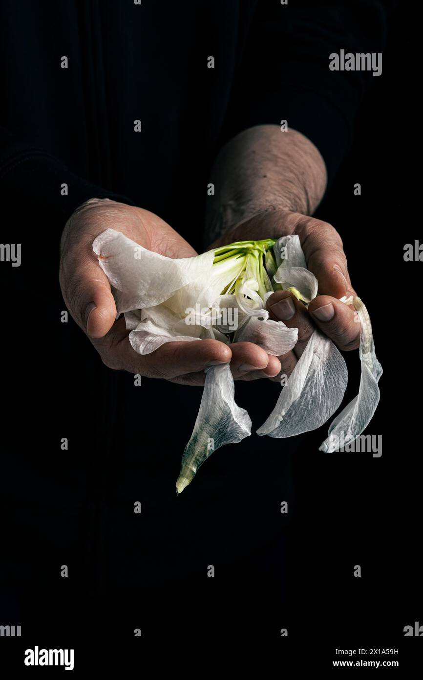 mano dell'uomo che tiene il fiore selvaggio, concetto di tristezza malinconica fatica disperazione o depressione Foto Stock