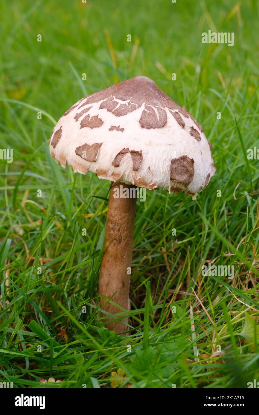 Un fungo Parasol si erge su un prato Foto Stock