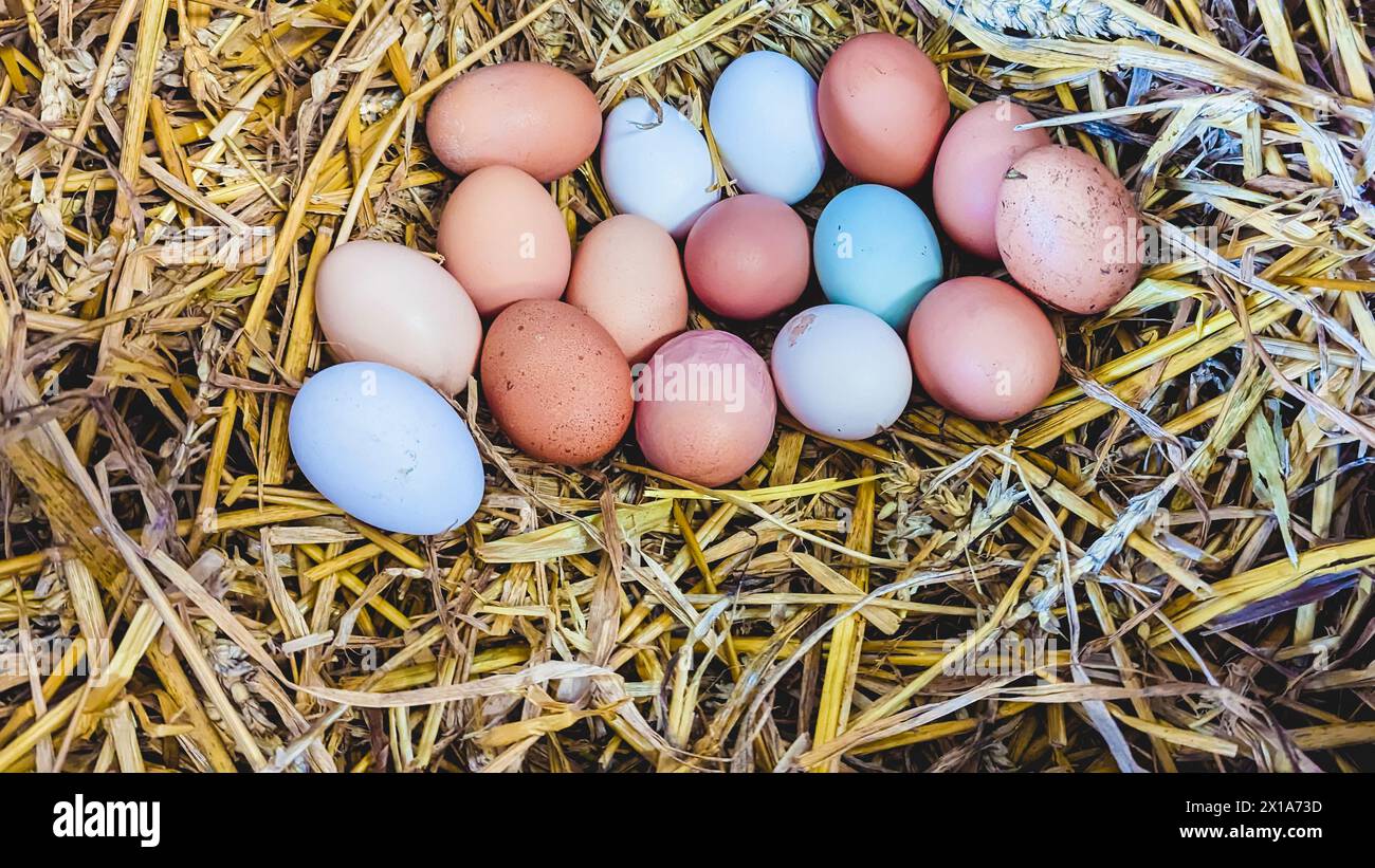 Una grande frizione di uova sulla paglia in un'azienda agricola. Foto Stock
