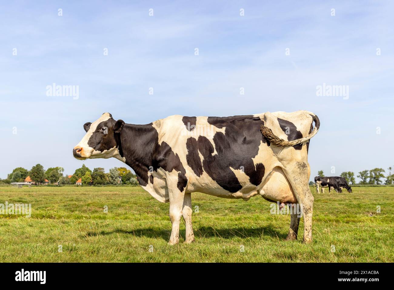Grande mucca in piedi a tutta lunghezza con vista laterale, mammelle complete, mucche da latte in bianco e nero, un cielo blu Foto Stock