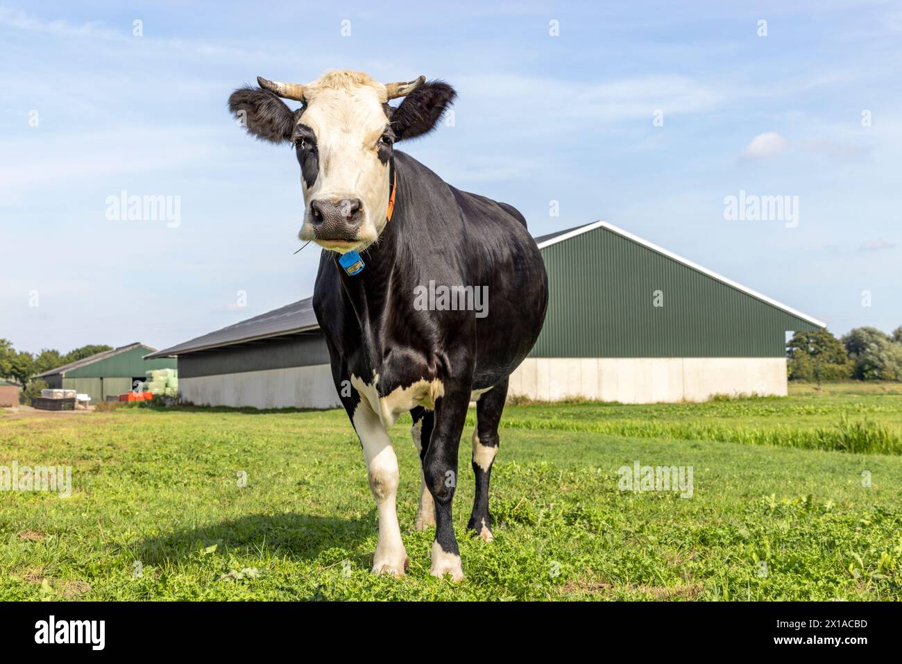 Mucche e fienile, bianco e nero in piedi davanti, paesaggio vecchio stile con mucche corna, che guarda la macchina fotografica e un cielo blu Foto Stock