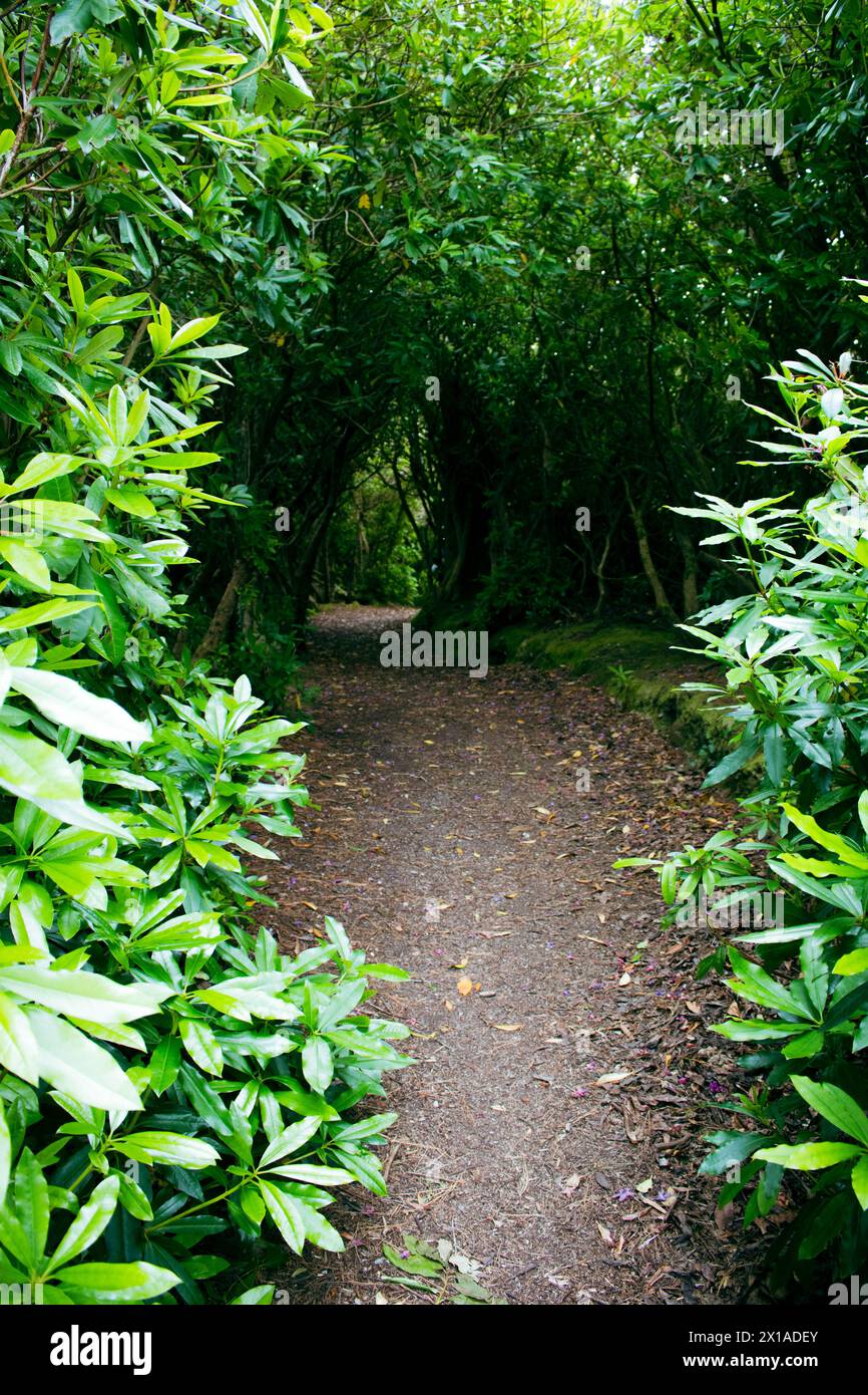 Sentieri forestali incantati formati dalla natura stessa /verwünschter Waldweg von der Natur selbst geformt Foto Stock