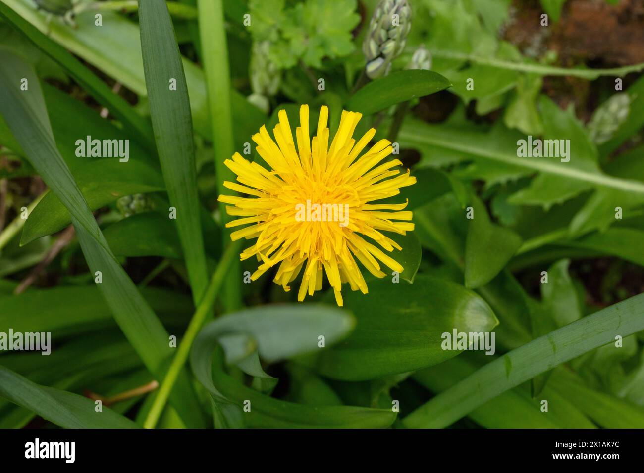 Taraxacum officinale o dente di leone, fiori e foglie, fotograp dettagliata, primavera, fiore pieno, fiore singolo, centrato in formato orizzontale Foto Stock