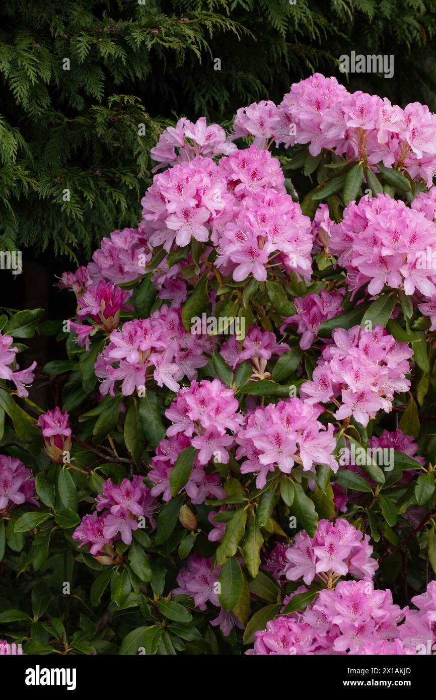 Giardino in fiore rosa cespuglio di Azalea, parte della famiglia Rhododendron di piante da giardino di epoca vittoriana, in situ all'interno dei giardini, in formato ritratto Foto Stock