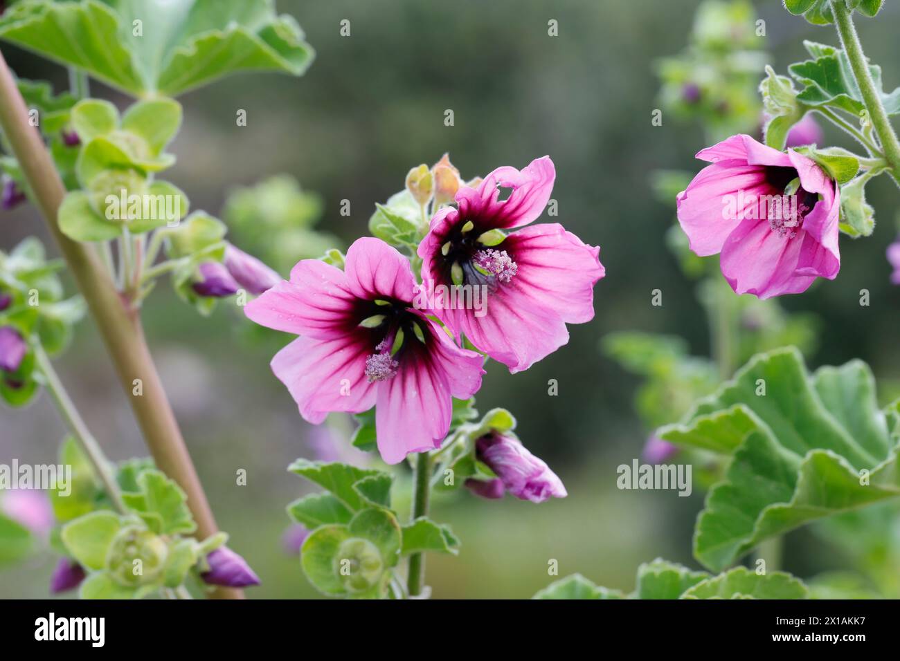 Baumförmige Strauchpappel, Strauchpappel, Baummalve, Baum-Malve, Buschmalve, Busch-Malve, Malva arborea, Lavatera arborea, Tree mallow, la Mauve Royal Foto Stock