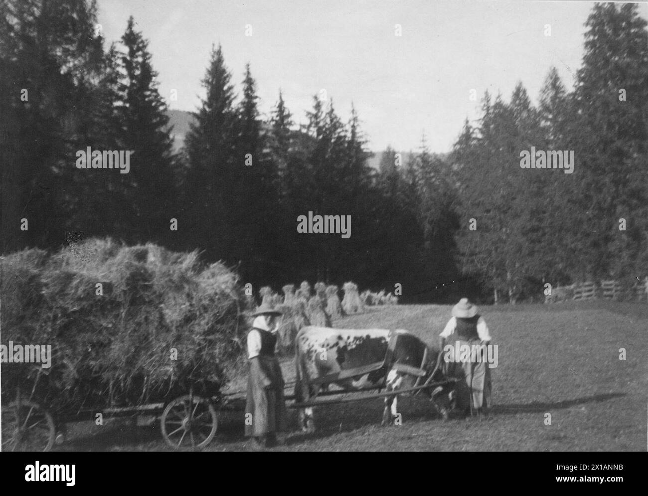 Alla raccolta del fieno a Praggs (alto Adige), 1929 - 19290101_PD3526 - Rechteinfo: Diritti gestiti (RM) Foto Stock