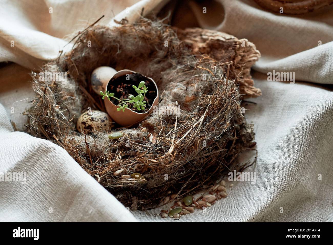Un nido fatto di ramoscelli e erba contiene un uovo rotto. I materiali naturali mostrano segni di una recente perdita in questo piatto di piante terrestri Foto Stock