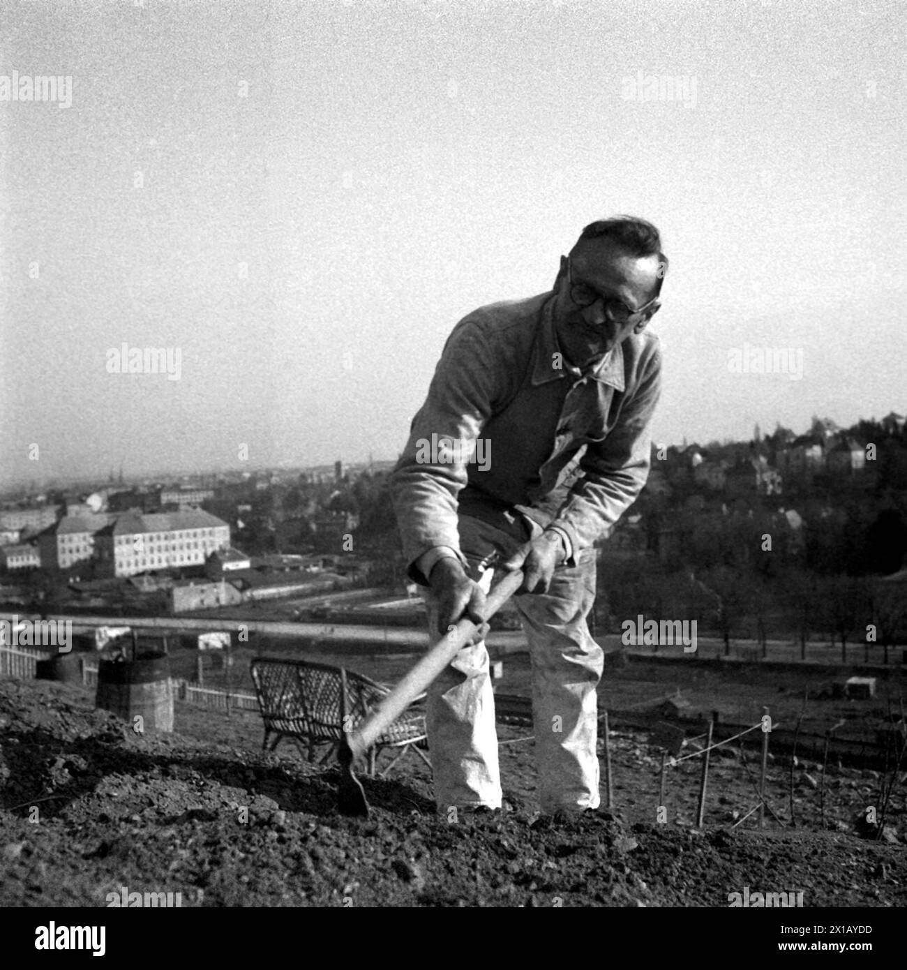 Giardino di allotment, giardiniere di allotment sgancia con cramp the soil a bed, 16.04.1949 - 19490416 PD0006 - Rechteinfo: Rights Managed (RM) Foto Stock