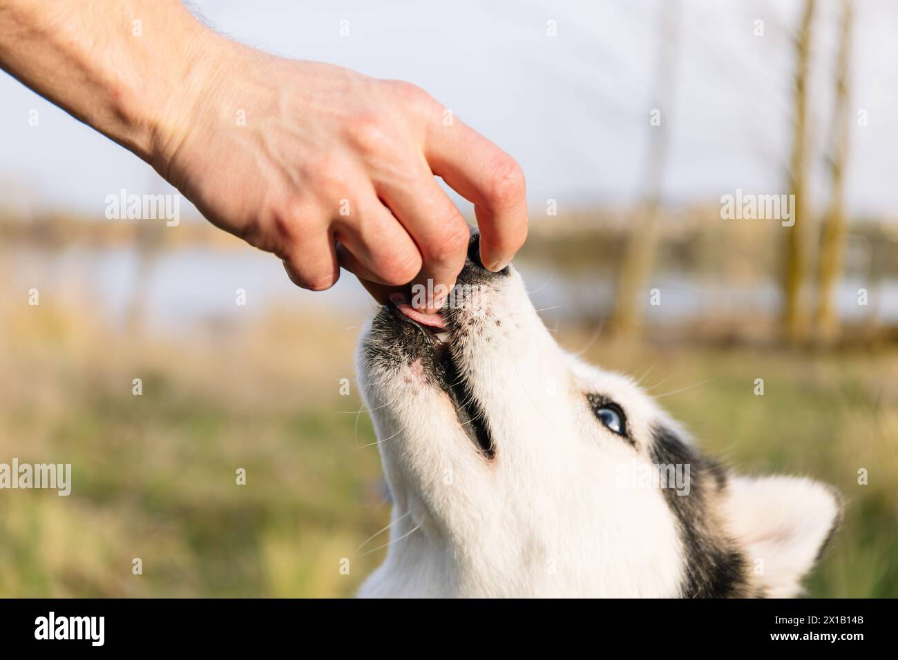 Foto orizzontale un primo piano di un bravo Husky siberiano che riceve un trattamento delicato dalla mano del proprietario, rafforzando il comportamento positivo Foto Stock