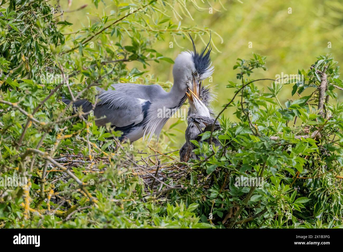 Northampton, Regno Unito 16 aprile 2024. Tempo primaverile, Un Grey Heron adulto. Ardea cinerea (Ardeidae) nidificante su Abington Park che dà da mangiare alle pulcini credito: Keith J Smith./Alamy Live News Foto Stock