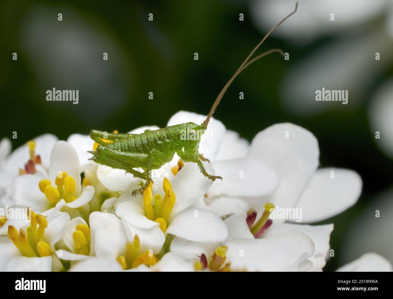Ninfa del grande Bush-cricket verde (Tettigonia viridissima) su fiori bianchi Foto Stock