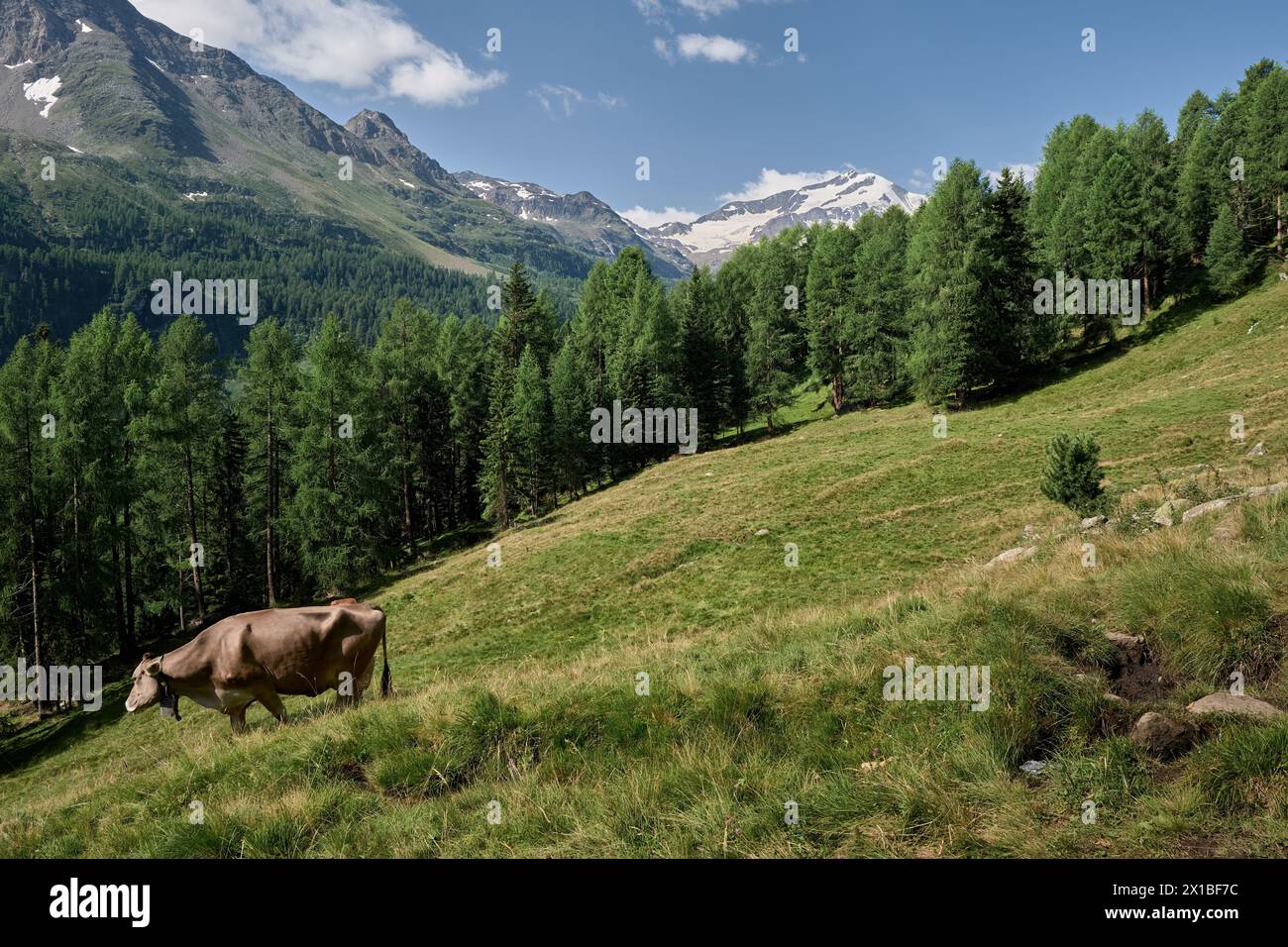 Panorama alpino durante l'estate in alto Adige Foto Stock