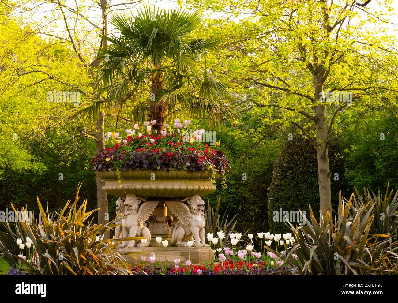 Il Griffin tazza, vaso di leoni decorato con leoni alati scolpiti in pietra piantati con tulipani, Heuchera, Primula e palma dei fan nei giardini di Avenue a Regen Foto Stock