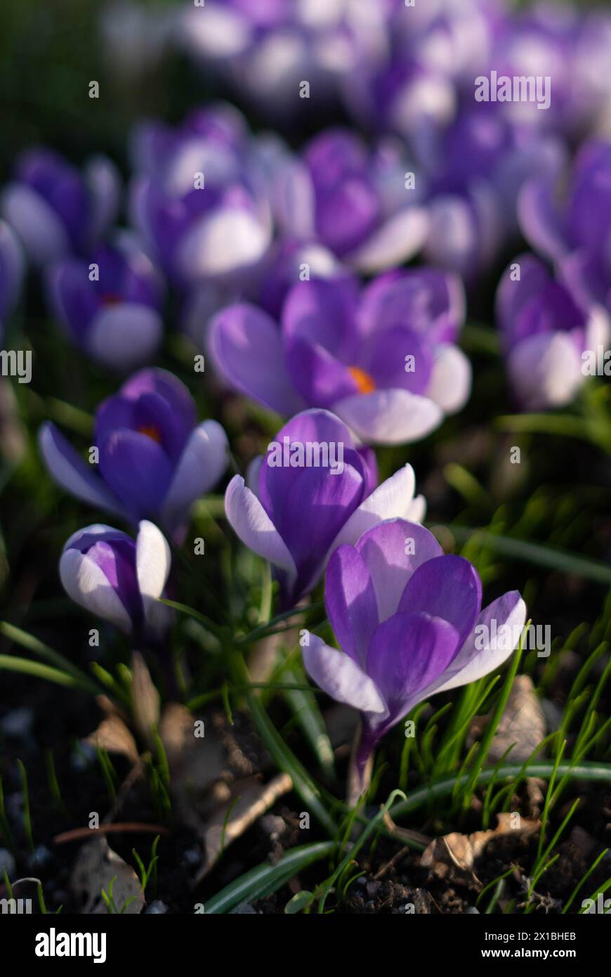 piccoli fiori viola Foto Stock
