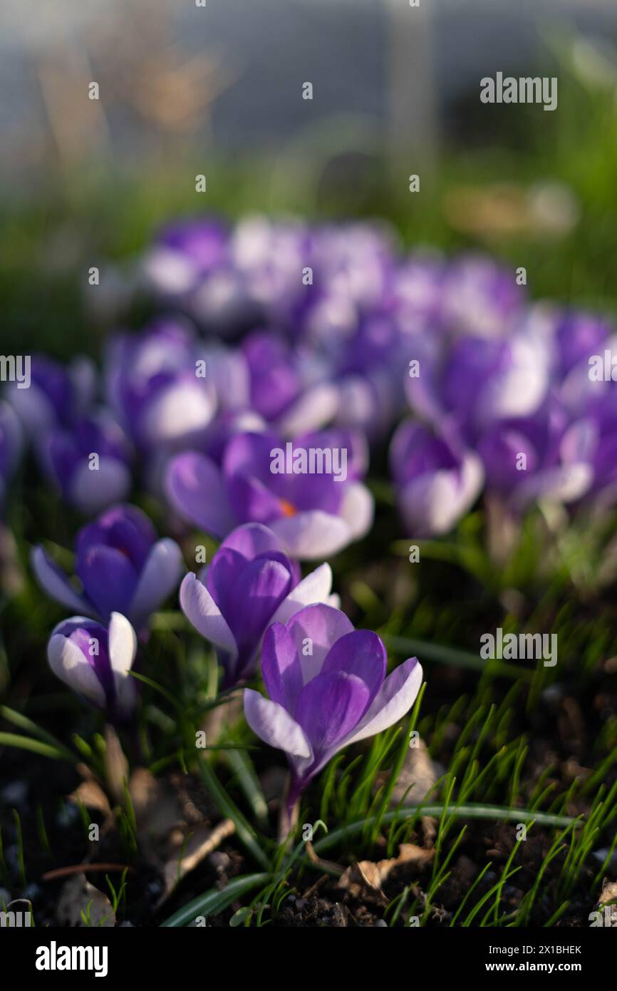 fiore viola Foto Stock