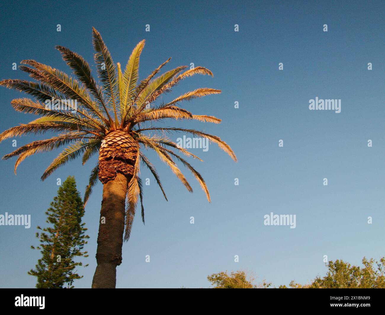 Vista orizzontale fino a una palma con luce solare e sfondo blu chiaro del cielo. Cerchio verde a foglia. Camera per una copia. Vicino al tramonto a St. Pete Beach, Florida. Foto Stock