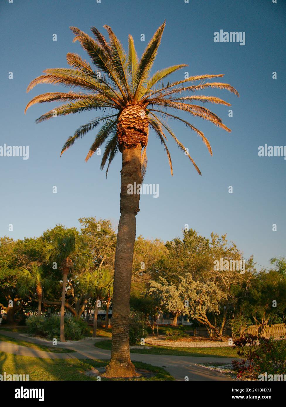 Vista verticale fino a una palma con luce solare e sfondo blu del cielo. Le foglie verdi formano un cerchio. Camera per una copia. Vicino al tramonto a St. Pete Beach, Florida. Foto Stock