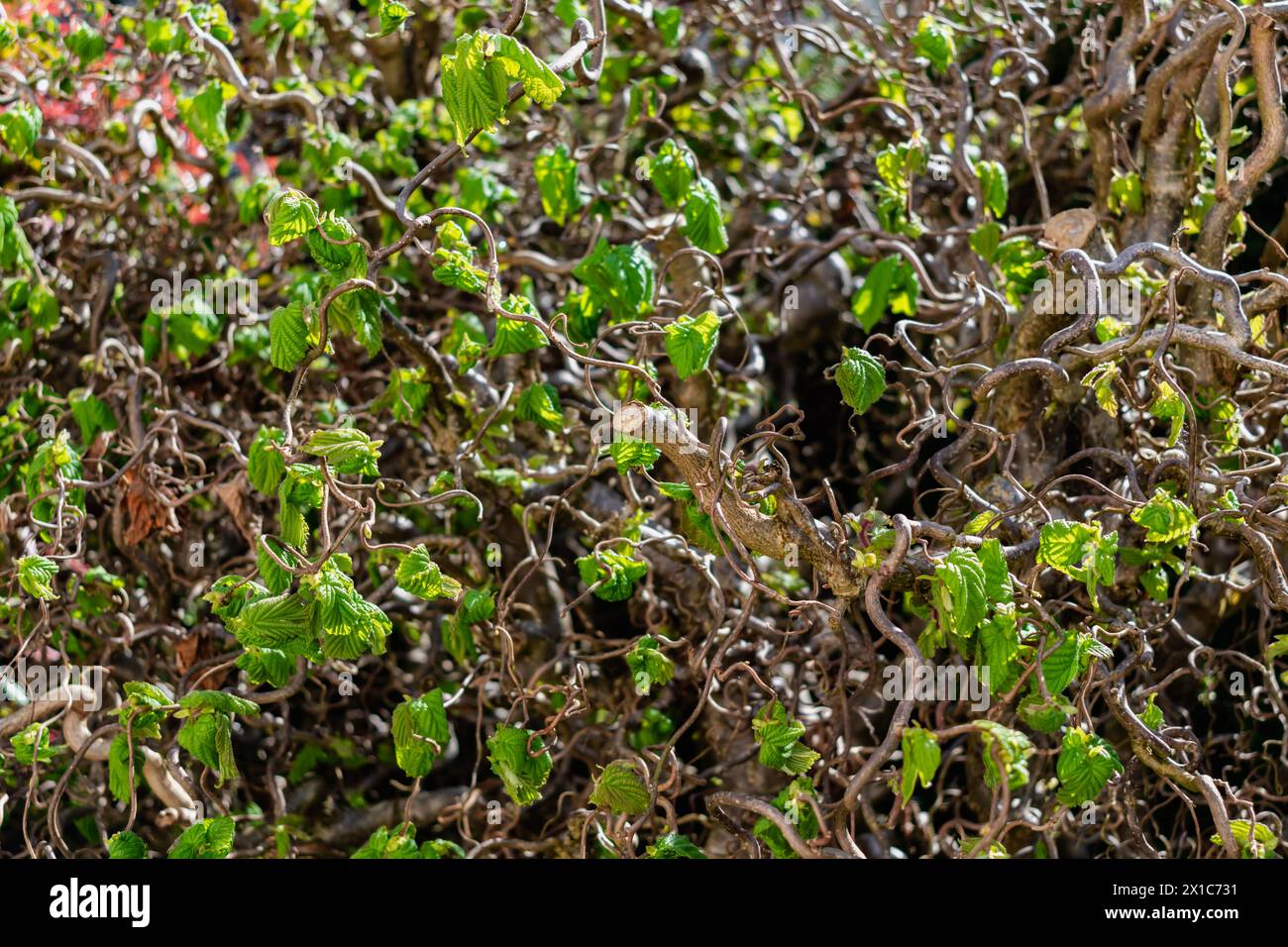 Nocciola contorta in primavera con rami ondulati e fogliame in crescita, corylus avellana contorta Foto Stock