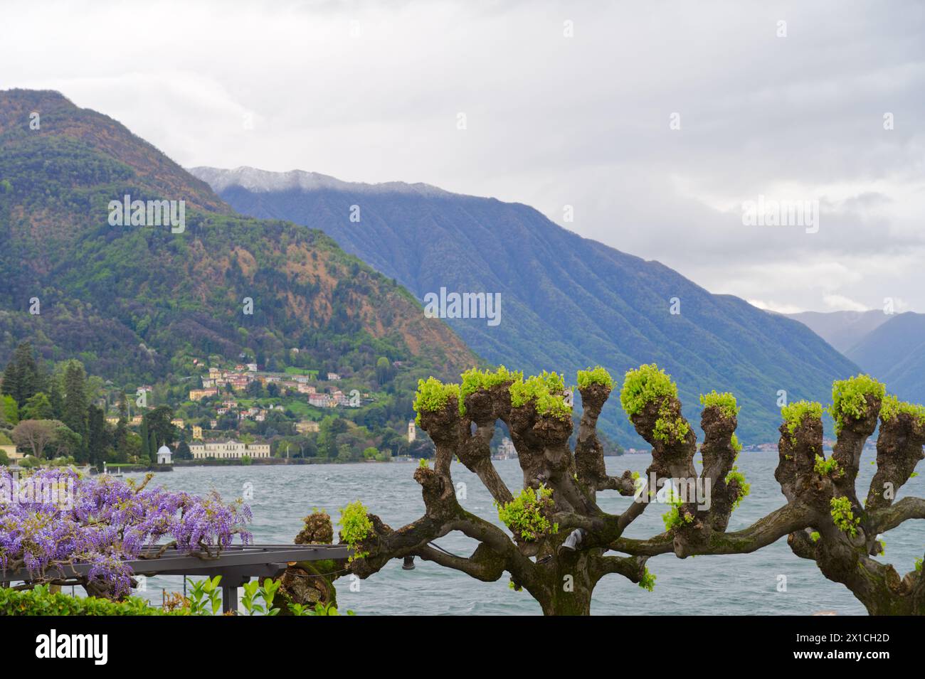 Alberi a Bellagio sul Lago di Como nell'Italia settentrionale in Europa Foto Stock