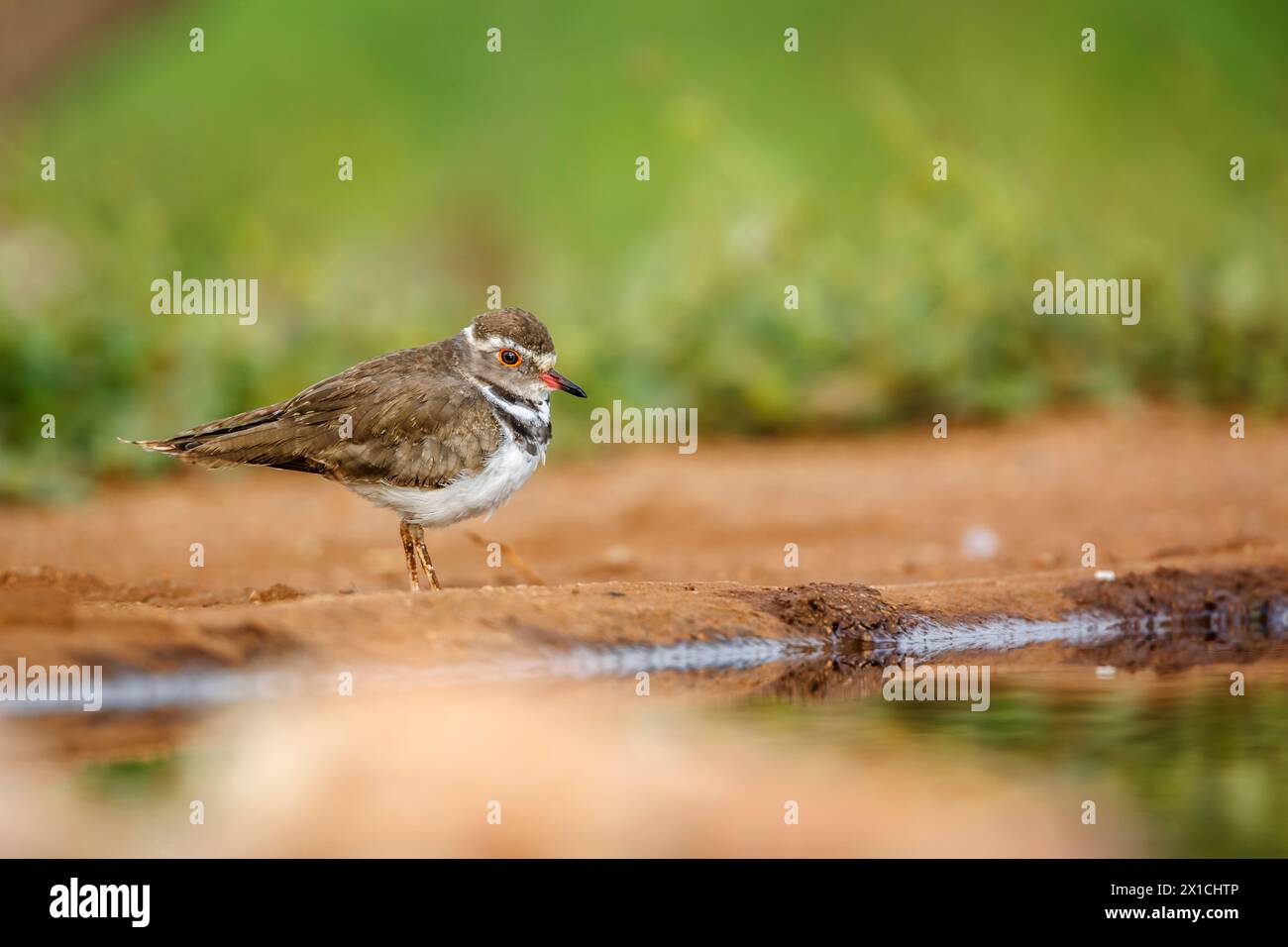 Tre Plover a banchi lungo la pozza d'acqua nel parco nazionale di Kruger, Sudafrica; famiglia Specie Charadrius tricollaris di Charadriidae Foto Stock