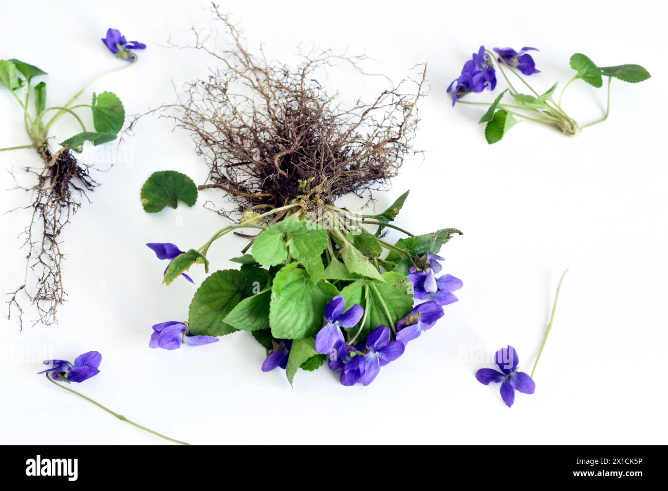 Erbario. Viola da giardino. L'immagine mostra lo stelo del fiore, l'infiorescenza, le foglie e il sistema di radici del bulbo. Foto Stock