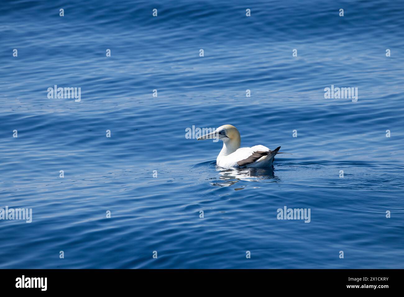 Gannet Australasiano (Morus serrator) nel Parco Marino del Golfo di Hauraki, Auckland, nuova Zelanda  osservato durante il viaggio di avvistamento dei delfini. Foto Stock